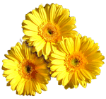 Çankırı internetten çiçek siparişi